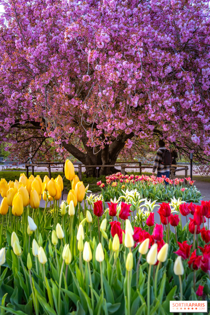 Cerisier du Japon Shirotae du Jardin des Plantes : l'arbre remarquable au blanc éclatant en fleurs
