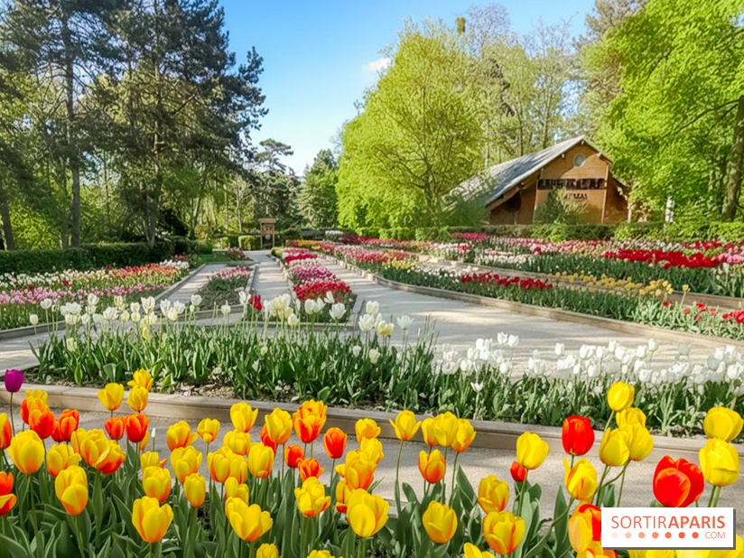 Le Parc Floral de Paris Vincennes, tulipes