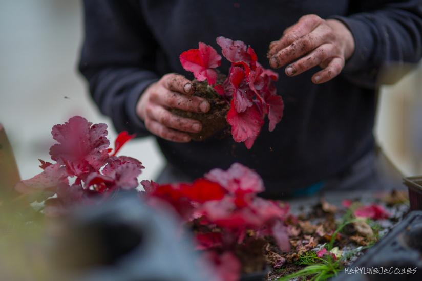 Val d'Oise : des milliers de plantes aux Portes ouvertes du centre Horticole du Grand Paris