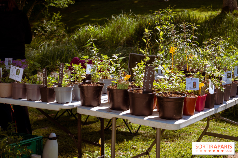 Les Naturiales 2026 à Fontainebleau : marché de plantes et animations nature en Seine-et-Marne