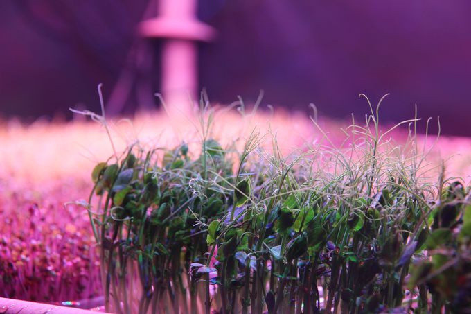 La Caverne, la première ferme urbaine en sous-sol de Paris