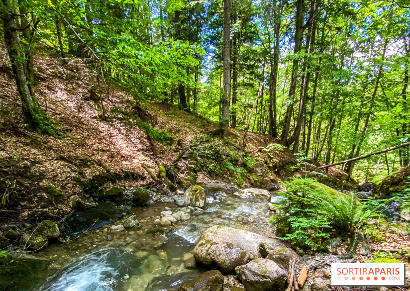 Les Nuits des Forêts 2022, redécouvrez vos forêts !