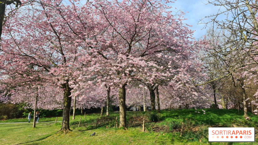 Où voir des cerisiers en fleurs à Paris et en Île-de-France : nos spots coup de cœur !