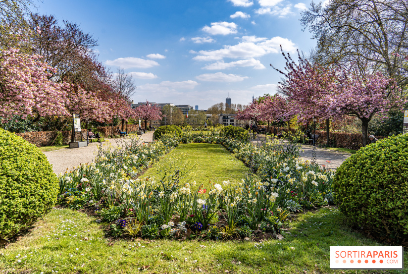 Où voir des cerisiers en fleurs à Paris et en Île-de-France : nos spots coup de cœur !