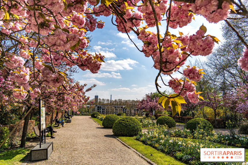 Où voir des cerisiers en fleurs à Paris et en Île-de-France : nos spots coup de cœur !