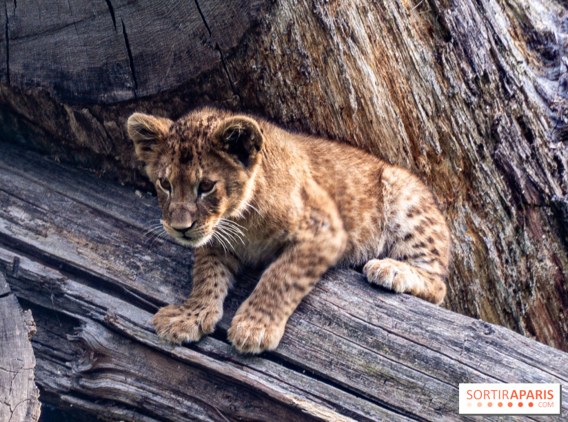 Zoo Safari de Thoiry : les nouveautés à découvrir