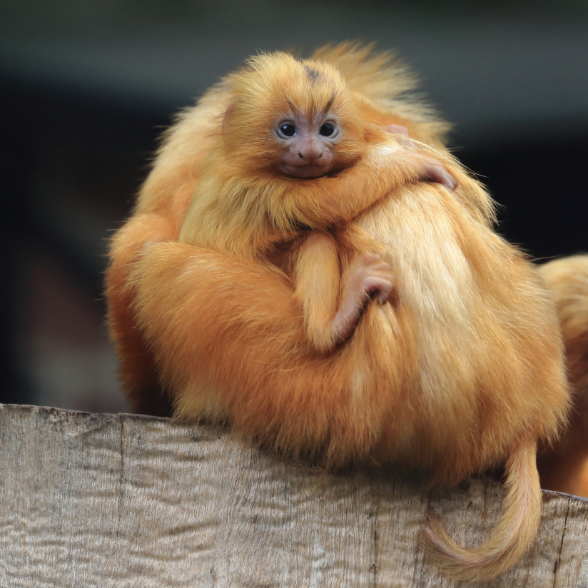 Jardin des Plantes : naissance de deux tamarins lions dorés, des primates menacés d'extinction 