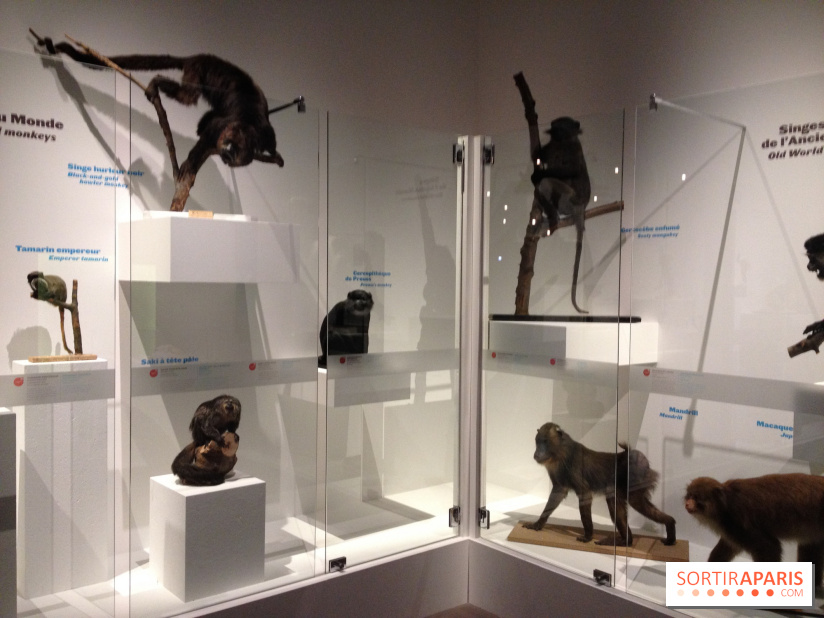 Sur la piste des Grands Singes