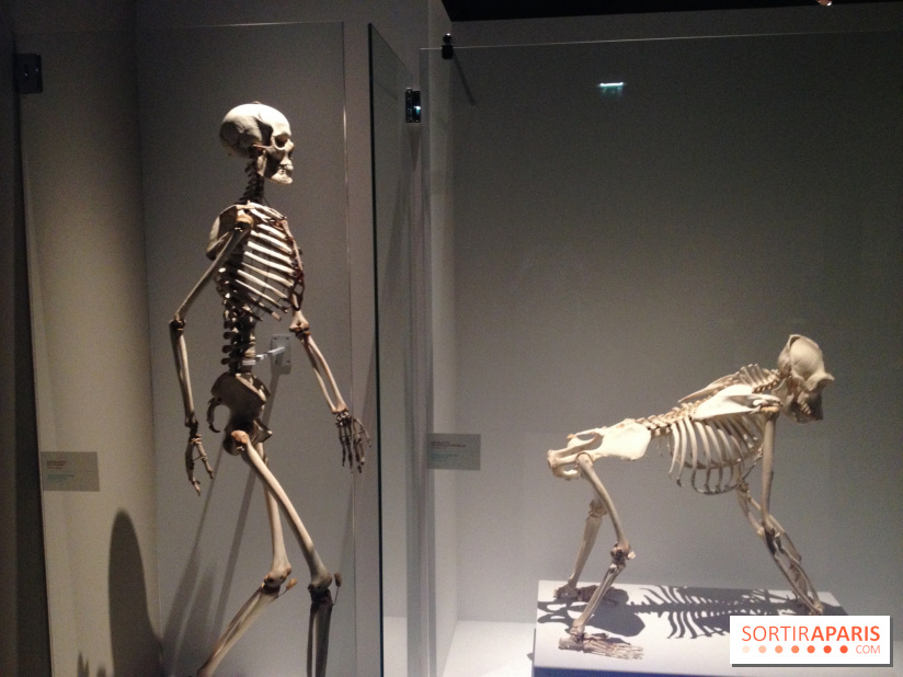 Sur la piste des Grands Singes