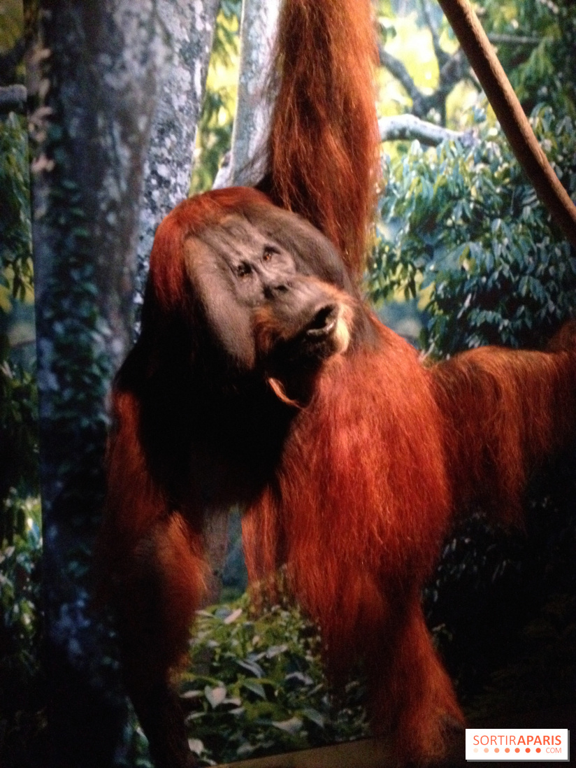 Sur la piste des Grands Singes