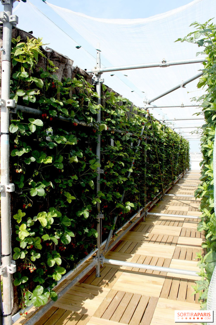 Le Paris sous les fraises des Galeries Lafayette