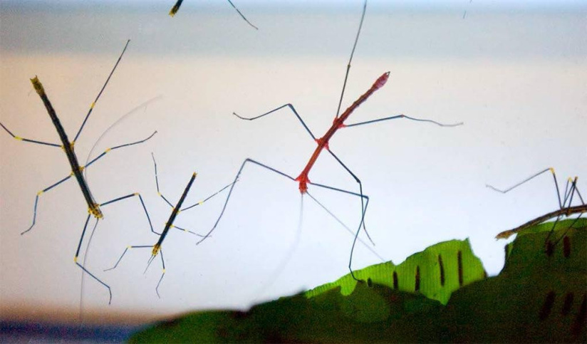 Fête des Mères à Thoiry : entrée gratuite pour les mamans !