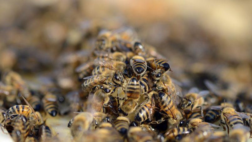 Vive le miel de Paris ! 