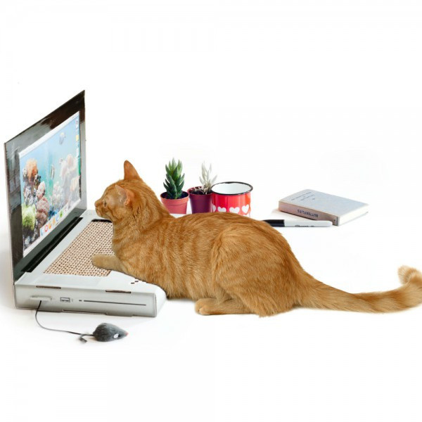 Cadeaux de Noël 2016 pour animaux : un ordinateur pour chat