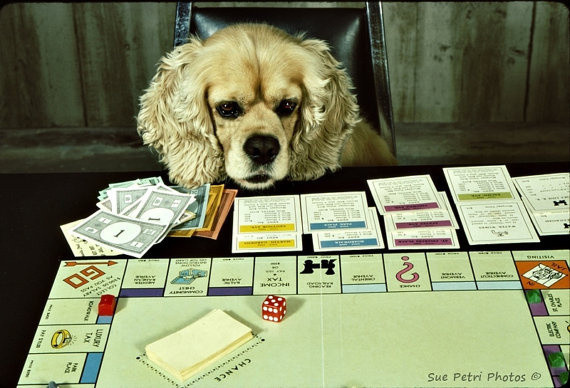 Cadeaux de Noël 2016 pour animaux : un jeu de stratégie éducatif