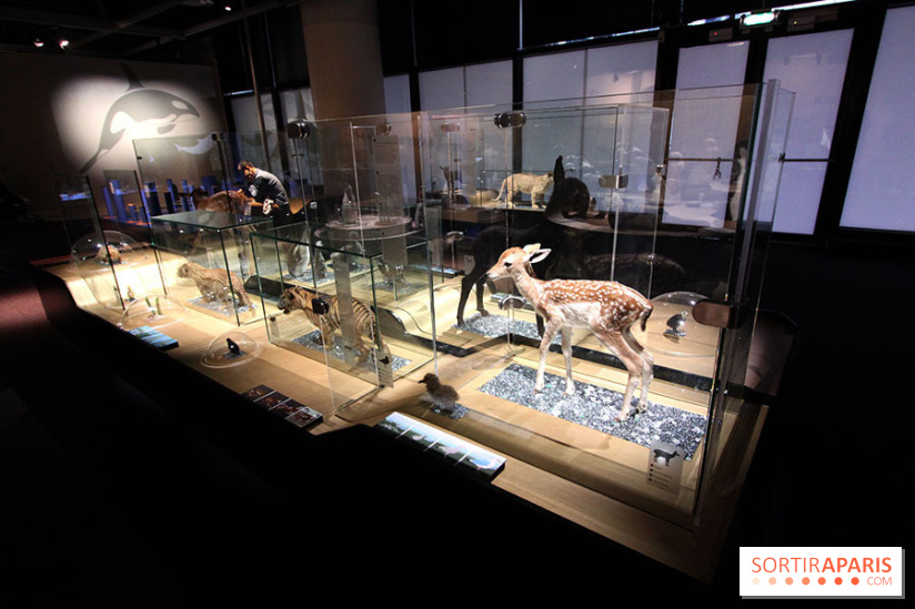 Exposition BéBés animaux à la Cité des Sciences, les photos