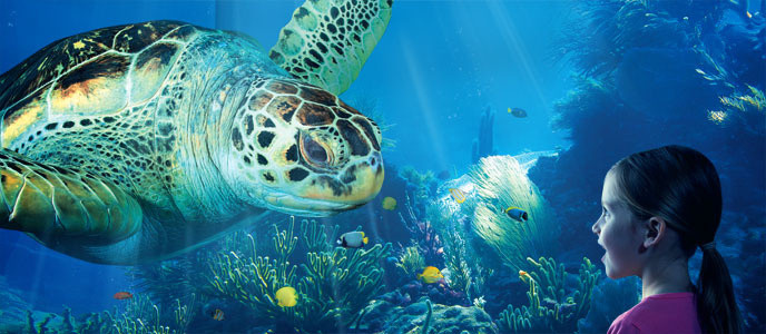 Aquarium Sea life offre 15% de réduction pour ses 15 ans