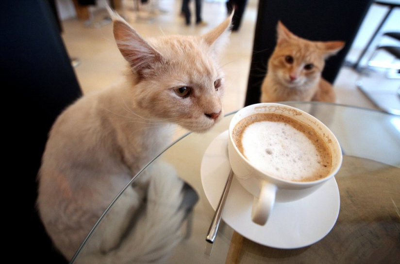 Le café des chats, une petite pause pour les enfants qui aime les animaux !
