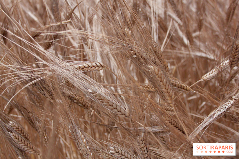 Gad Weil installe son Champ de Blés Place Vendôme