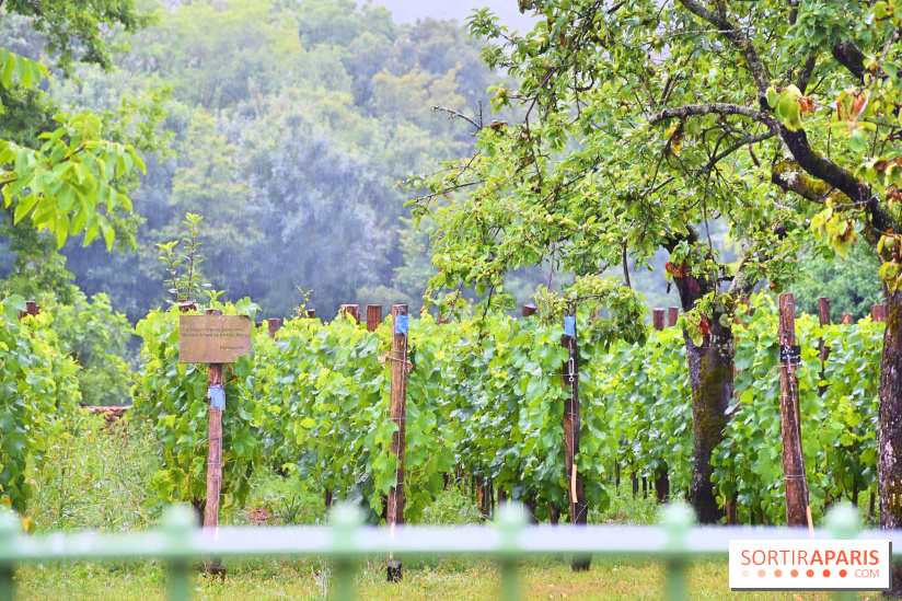 Domaine du bois brillant, la renaissance d'un vignoble historique en île-de-France