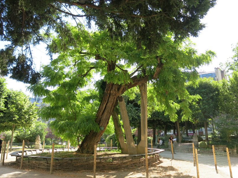 Le square René-Viviani, un jardin insolite où se trouve le plus vieil arbre de Paris