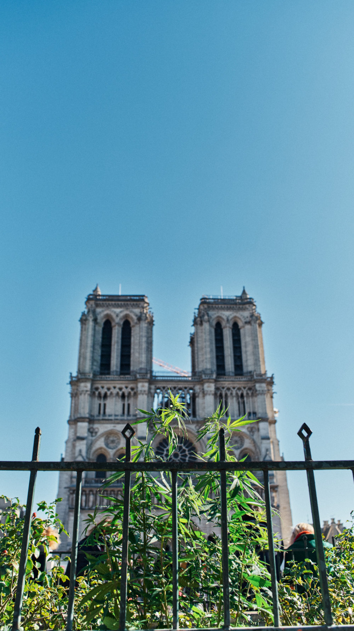 Du chanvre planté près des monuments les plus iconiques de la capitale