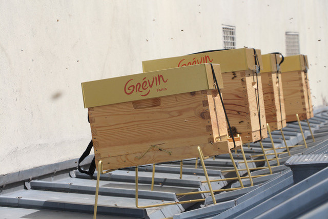 Grévin accueille des ruches sur son toit !