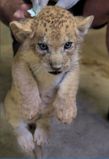 Trois petits lionceaux sont nés au zoo de Thoiry !