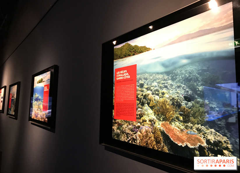 Les récifs Coralliens s'exposent à l'Aquarium de Paris