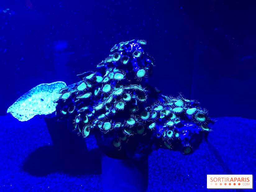 Les récifs Coralliens s'exposent à l'Aquarium de Paris