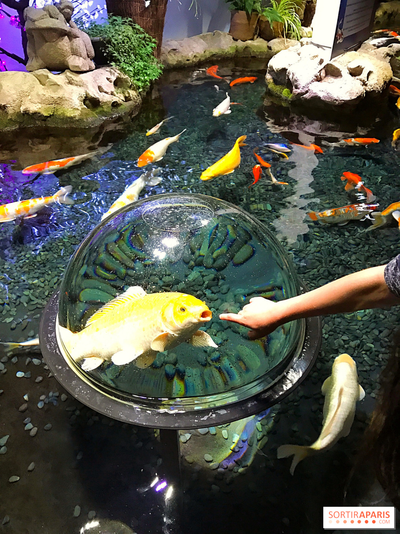Les récifs Coraliens s'exposent à l'Aquarium de Paris