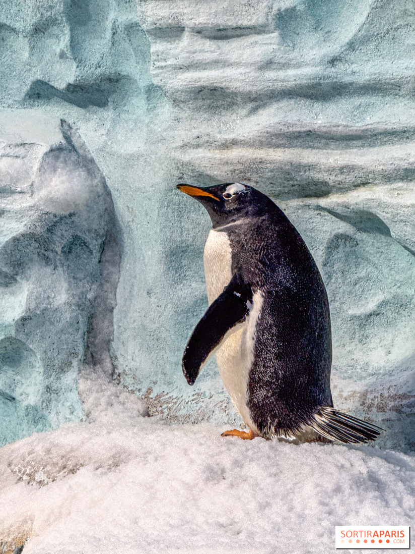 Neige et verglas : c'est quoi la posture du pingouin, pour éviter de tomber dans la rue ?