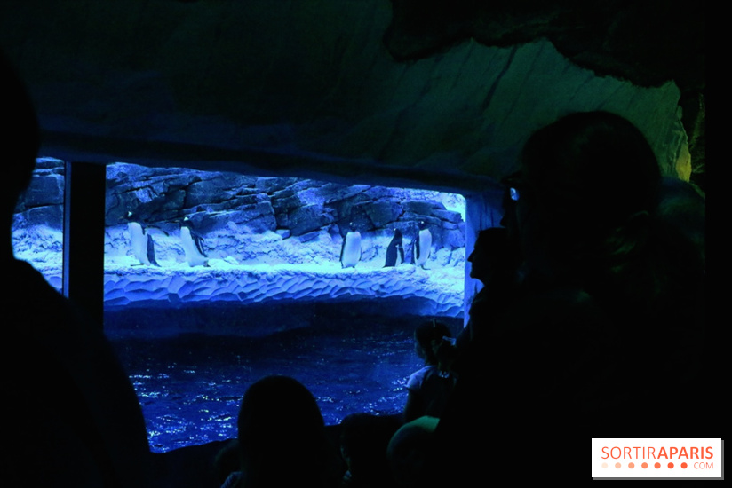 Les Manchots de l'Aquarium Sea Life