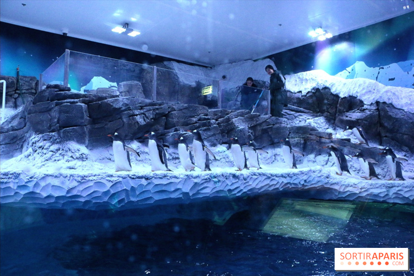 Les Manchots de l'Aquarium Sea Life