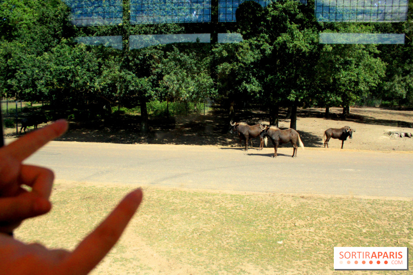 Camion Safari : une visite guidée dans les coulisses de Thoiry