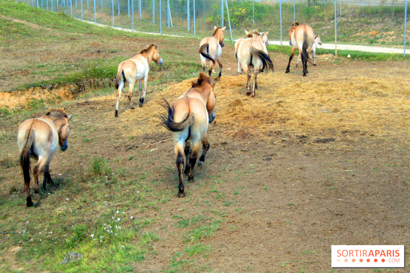 Camion Safari : une visite guidée dans les coulisses de Thoiry