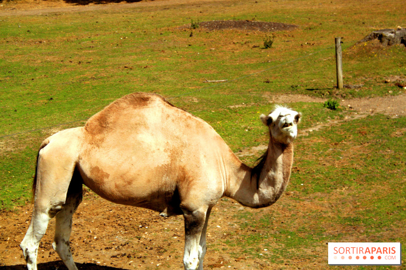 Camion Safari : une visite guidée dans les coulisses de Thoiry