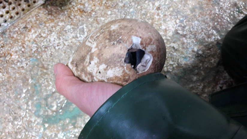 Un bébé manchot Royal est né à Sea Life Val d'Europe !