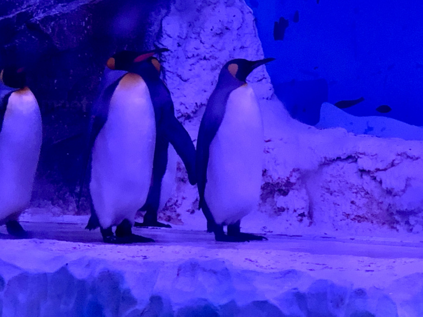 Un petit déjeuner avec les manchots à l'aquarium Sea Life Paris