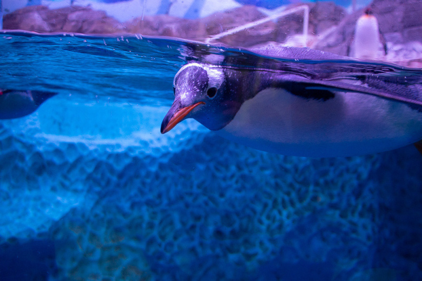 New penguins at Sea Life Paris aquarium in Marne la Vallée