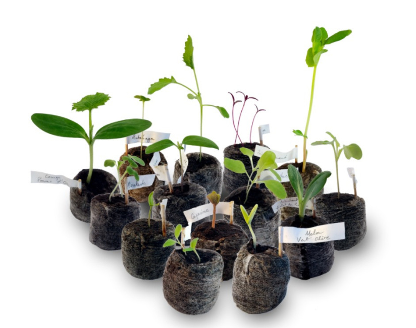 Un calendrier de l'Avent 2020 100% graines anciennes à planter