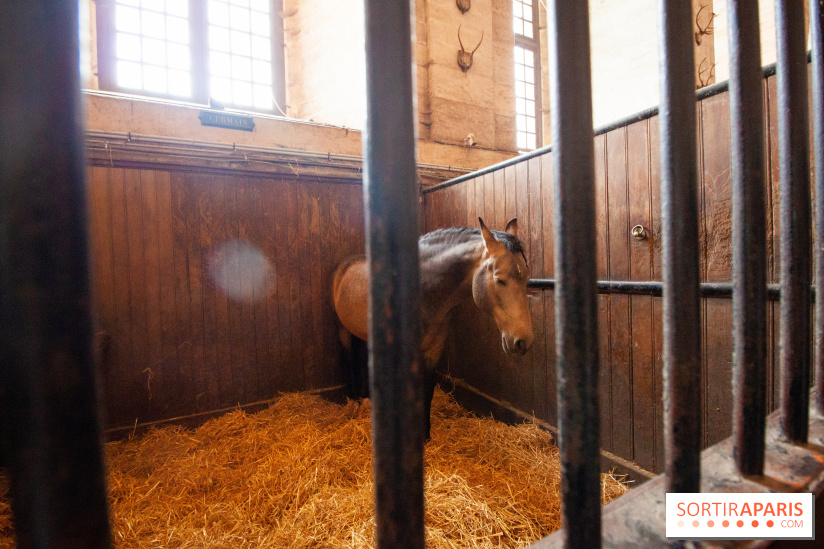 Nature, le spectacle équestre à Chantilly