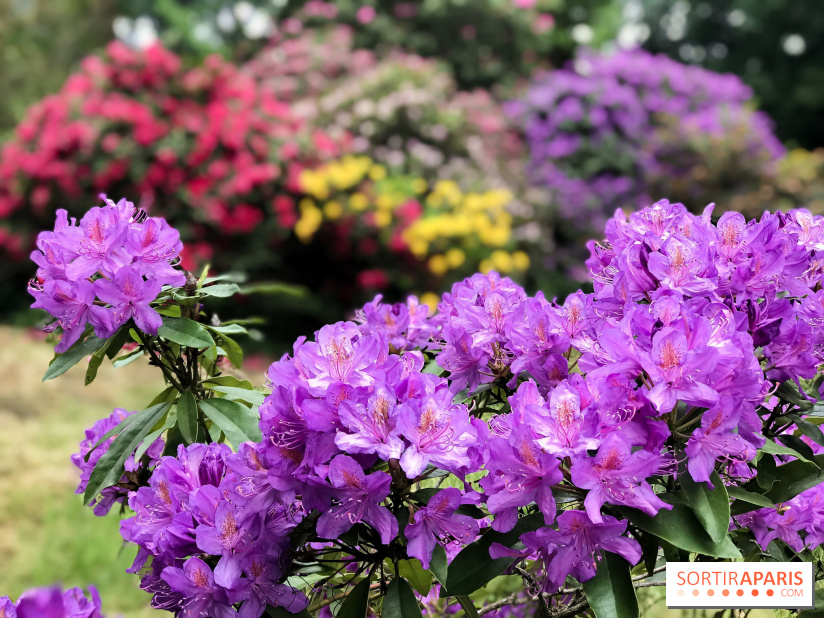 L'Arboretum de Versailles - Chevreloup