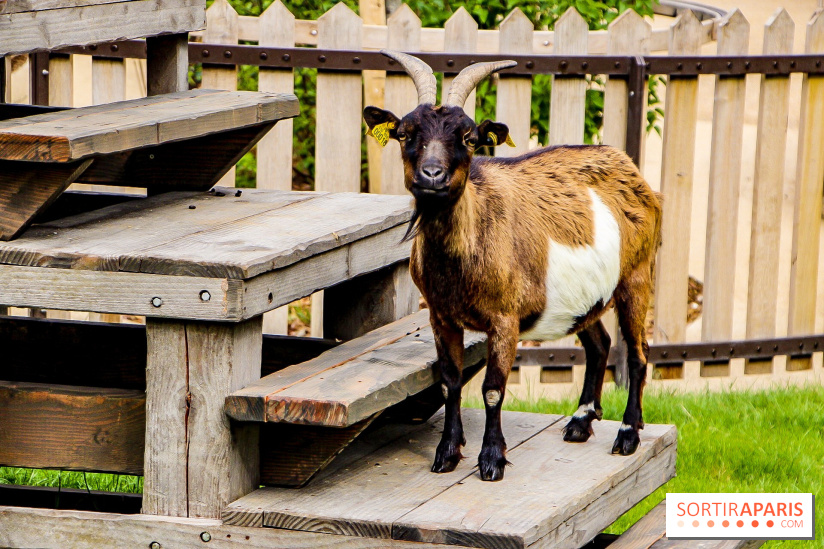 Le Jardin d'Acclimatation dévoile son nouveau visage et ses attractions, les photos