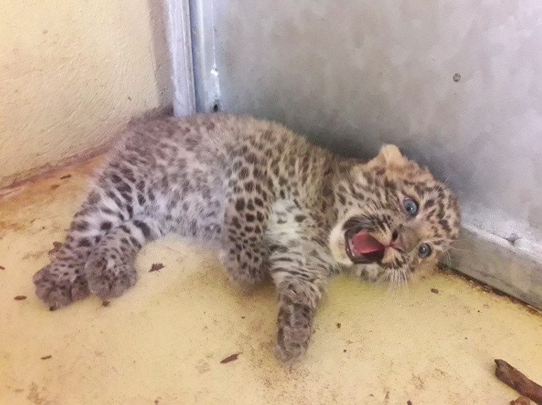 Des bébés panthères de Chine au Zoosafari de Thoiry