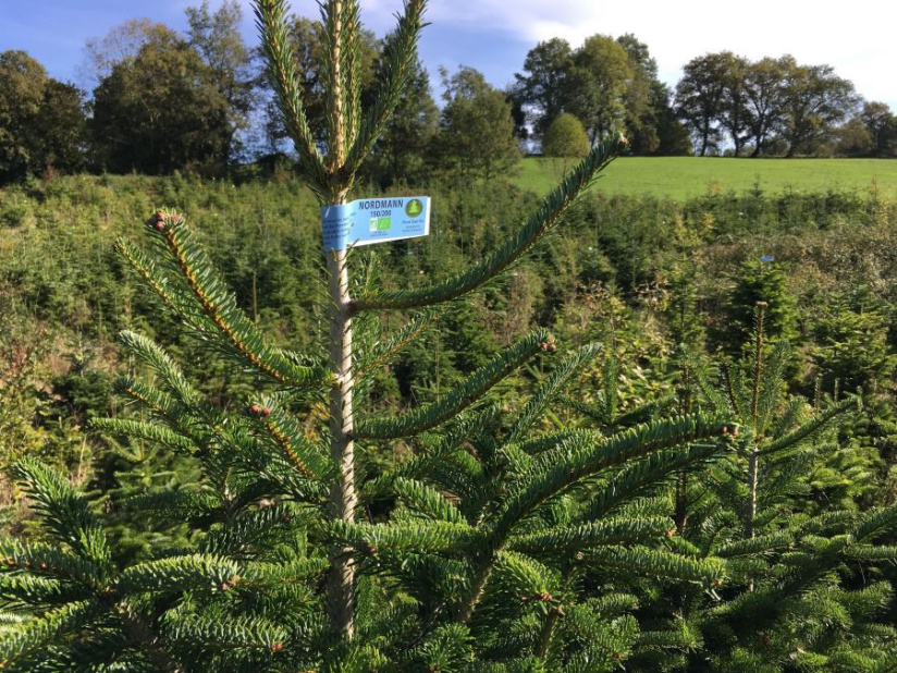 Noël 2020 : notre best of des Sapins de Noël