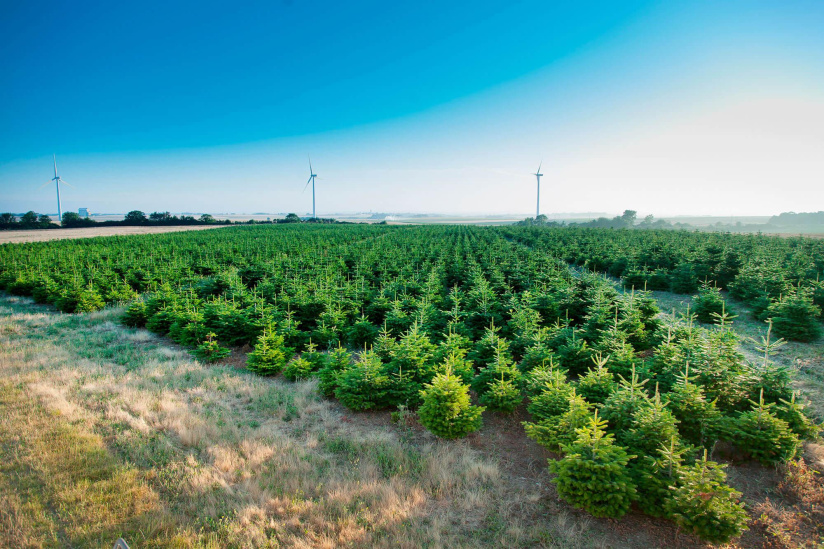 Noël 2020 : notre best of des Sapins de Noël