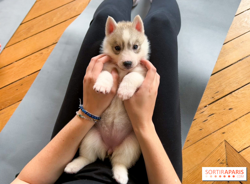 Puppy Yoga Paris, des séances de yoga tout en câlins avec d'adorables chiots - Prochaines dates