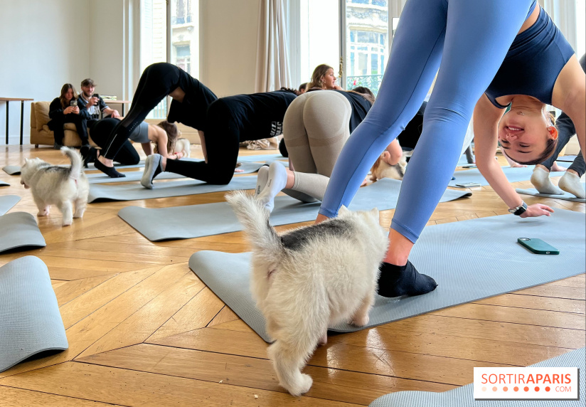 Puppy Yoga Paris, des séances de yoga tout en câlins avec d'adorables chiots - Prochaines dates