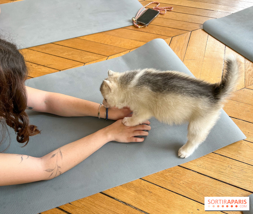 Puppy Yoga Paris, des séances de yoga tout en câlins avec d'adorables chiots - Prochaines dates